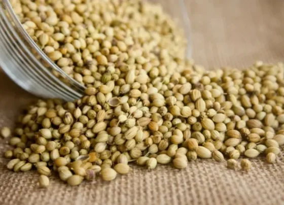 coriander seeds