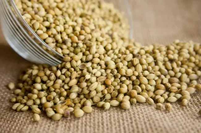 coriander seeds water helps burning sensation after urination