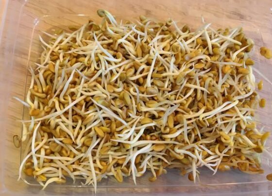 methi sprouts