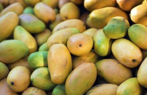 Artificially Ripened Mangoes