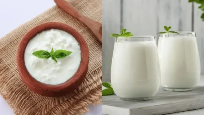 Morning Dairy Dilemma: Curd vs. Buttermilk