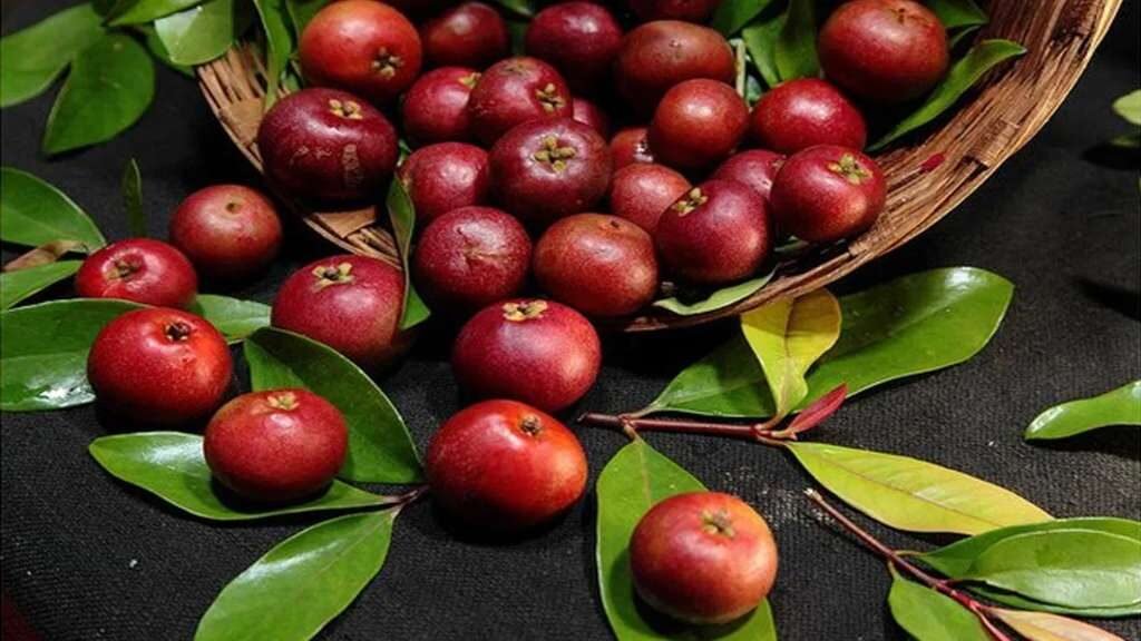 Health benifits of kokum