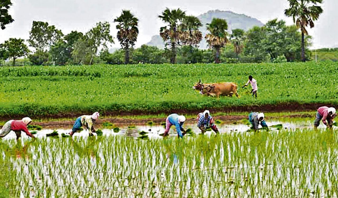 Heavy rains cheer Nirmal farmers, agriculture activity picks up pace