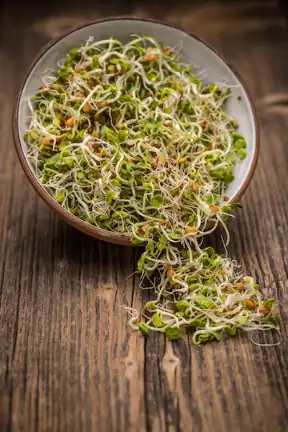 Reasons why sprouts make for the perfect nutrient-rich breakfast