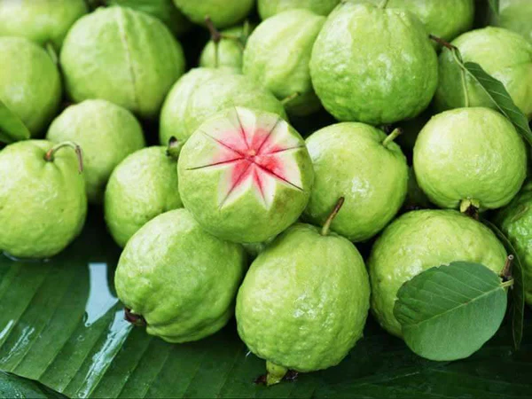 Benefits of chewing on guava leaves thrice a week