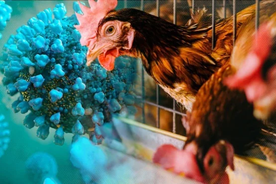 h5n1 outbreak: cambodia confirms 12th human case this year—key early symptoms to know