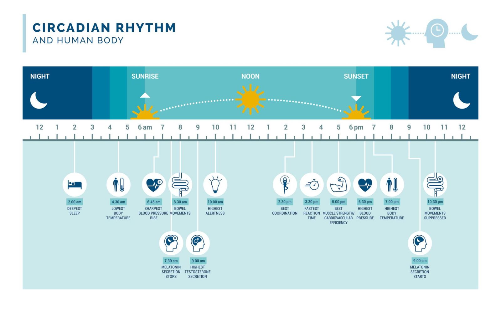 The Night Shift Inside Your Body: Why Sleep Is More Important Than You Think