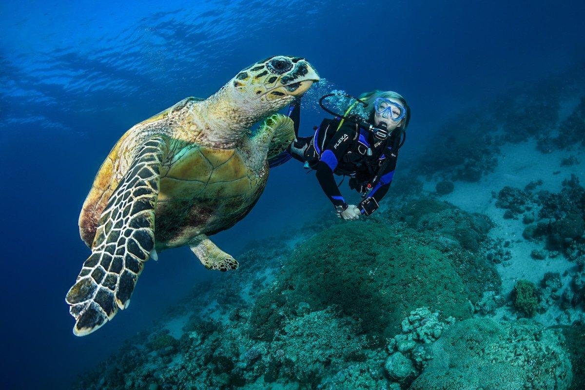 Scuba Diving with Sea Turtles – A Once-in-a-Lifetime Ocean Adventure