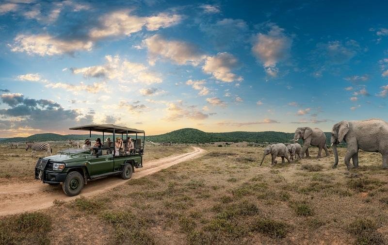 Adventure Special – Jungle Safari: Explore the Wild in Its Natural Habitat