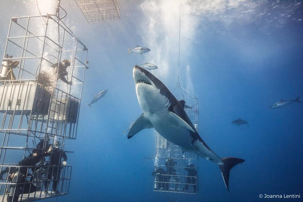 Adventure Special – Diving with Sharks: Meet the Ocean’s Most Fascinating Predators